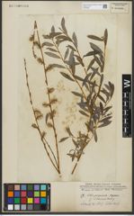 Foto von Salix purpurea L. x Salix repens L.